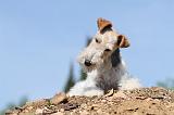 FOX TERRIER 237